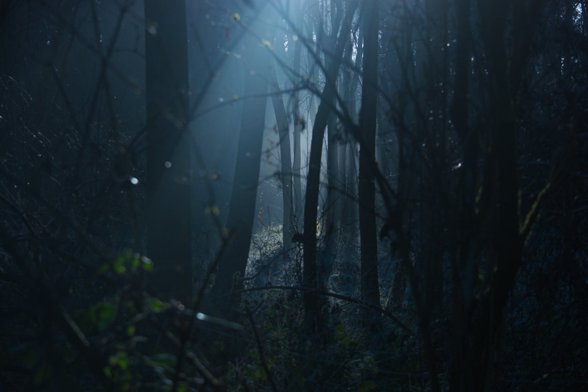 Gloomy forest scene